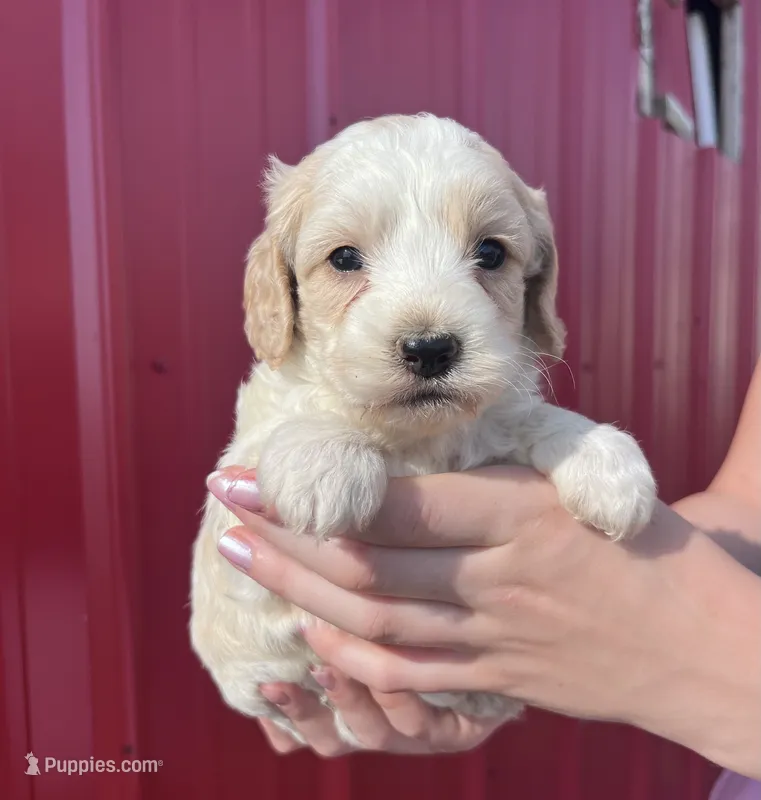 Winston – Cockapoo puppy for sale in Oral, SD