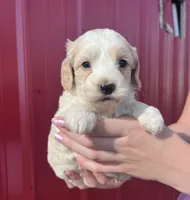 Winston, a male Cockapoo for sale in Oral, SD – 1 of 7