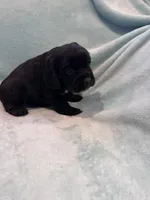 Onyx, a male Cocker Spaniel for sale in Oral, SD – Photo 6 of 10