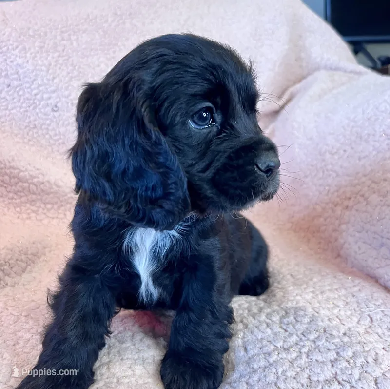 Onyx – Cocker Spaniel puppy for sale in Oral, SD