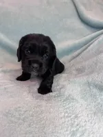 Onyx, a male Cocker Spaniel for sale in Oral, SD – Photo 7 of 10