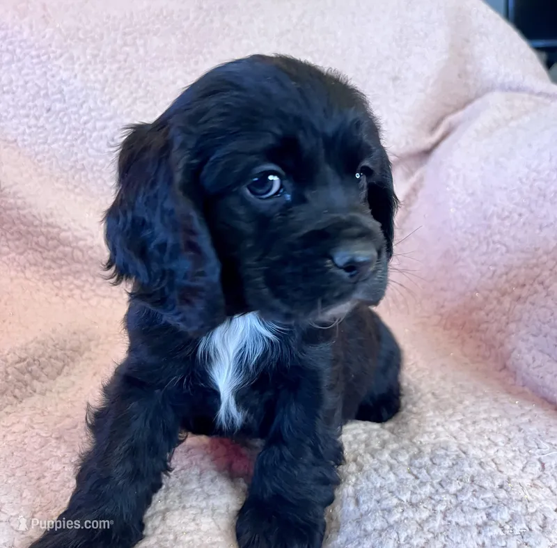 Onyx – Cocker Spaniel puppy for sale in Oral, SD