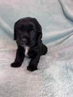 Onyx, a male Cocker Spaniel for sale in Oral, SD – Photo 10 of 10