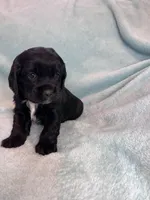 Onyx, a male Cocker Spaniel for sale in Oral, SD – Photo 9 of 10