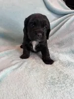 Onyx, a male Cocker Spaniel for sale in Oral, SD – Photo 2 of 10