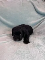 Onyx, a male Cocker Spaniel for sale in Oral, SD – Photo 5 of 10