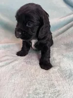 Onyx, a male Cocker Spaniel for sale in Oral, SD – Photo 4 of 10