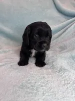 Onyx, a male Cocker Spaniel for sale in Oral, SD – Photo 3 of 10