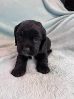 Onyx, a male Cocker Spaniel for sale in Oral, SD – Photo 8 of 10