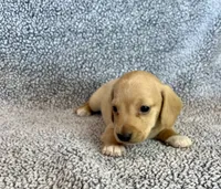 Fynn , a male Miniature Dachshund for sale in Oral, SD – 2 of 9