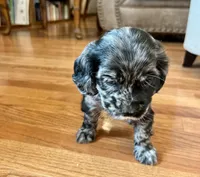 Margaret , a female Cocker Spaniel for sale in Oral, SD – 10 of 10