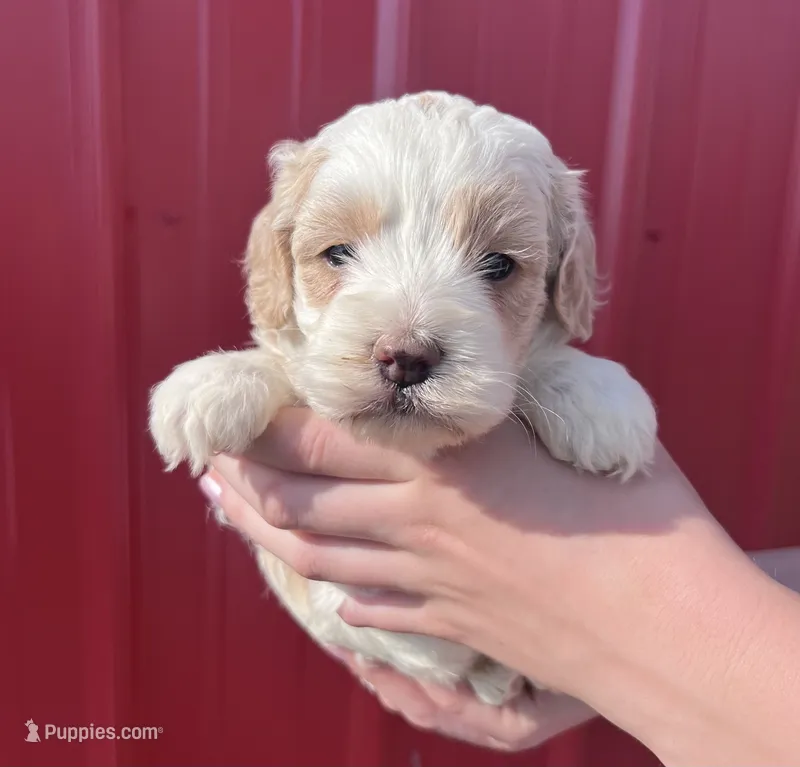 Max  – Cockapoo puppy for sale in Oral, SD