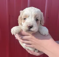 Max , a male Cockapoo for sale in Oral, SD – 1 of 6