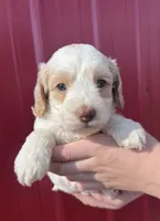 Ranger , a male Cockapoo for sale in Oral, SD – 1 of 5