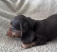 Max, a male Miniature Dachshund for sale in Oral, SD – Photo 7 of 10