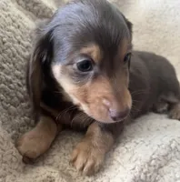 Max, a male Miniature Dachshund for sale in Oral, SD – Photo 1 of 10