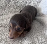 Max, a male Miniature Dachshund for sale in Oral, SD – Photo 8 of 10