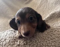 Max, a male Miniature Dachshund for sale in Oral, SD – Photo 4 of 10