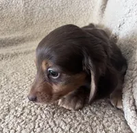 Max, a male Miniature Dachshund for sale in Oral, SD – Photo 6 of 10