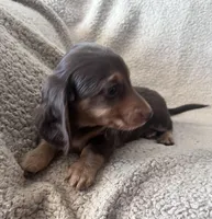 Max, a male Miniature Dachshund for sale in Oral, SD – Photo 5 of 10