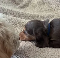 Max, a male Miniature Dachshund for sale in Oral, SD – Photo 3 of 10