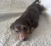 Max, a male Miniature Dachshund for sale in Oral, SD – Photo 2 of 10