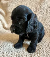 Black Jack , a male Cocker Spaniel for sale in Oral, SD – 6 of 9