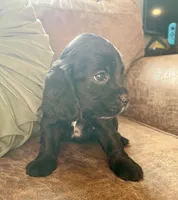 Black Jack , a male Cocker Spaniel for sale in Oral, SD – 5 of 9