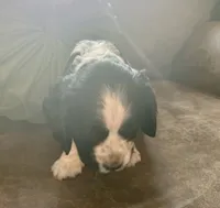 Johnny, a male Cocker Spaniel for sale in Oral, SD – 5 of 9