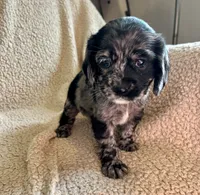 Margaret , a female Cocker Spaniel for sale in Oral, SD – 8 of 10
