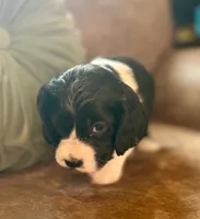 Bo , a male Cocker Spaniel for sale in Oral, SD – 6 of 10