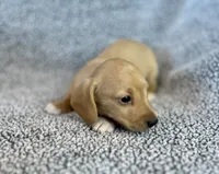 Fynn , a male Miniature Dachshund for sale in Oral, SD – 4 of 9