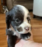 Maple , a male Cocker Spaniel for sale in Oral, SD – 5 of 8