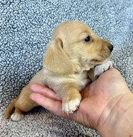 Fynn , a male Miniature Dachshund for sale in Oral, SD – 5 of 9