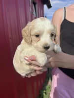 Winston, a male Cockapoo for sale in Oral, SD – 2 of 7