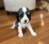 Allie , a female Cocker Spaniel for sale in Oral, SD – 3 of 10