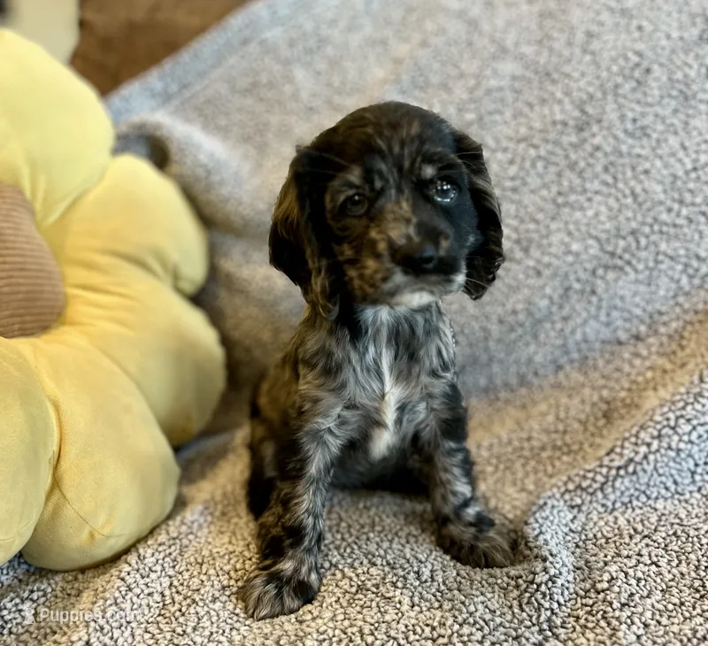 Margaret  – Cocker Spaniel puppy for sale in Oral, SD