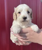 Winston, a male Cockapoo for sale in Oral, SD – 6 of 7