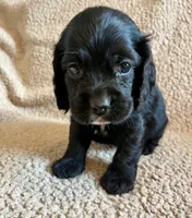 Black Jack , a male Cocker Spaniel for sale in Oral, SD – 3 of 9