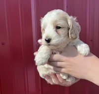 Winston, a male Cockapoo for sale in Oral, SD – 4 of 7