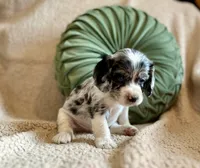 Flash , a male Cocker Spaniel for sale in Oral, SD – 6 of 8