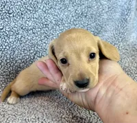 Fynn , a male Miniature Dachshund for sale in Oral, SD – 8 of 9