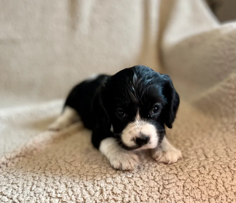 Bo  – Cocker Spaniel puppy for sale in Oral, SD