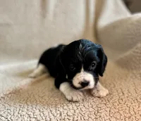 Bo , a male Cocker Spaniel for sale in Oral, SD – 1 of 10