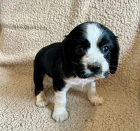 Johnny, a male Cocker Spaniel for sale in Oral, SD – 7 of 9