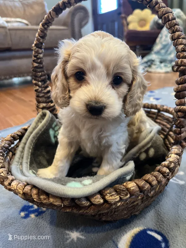 Winston – Cockapoo puppy for sale in Oral, SD