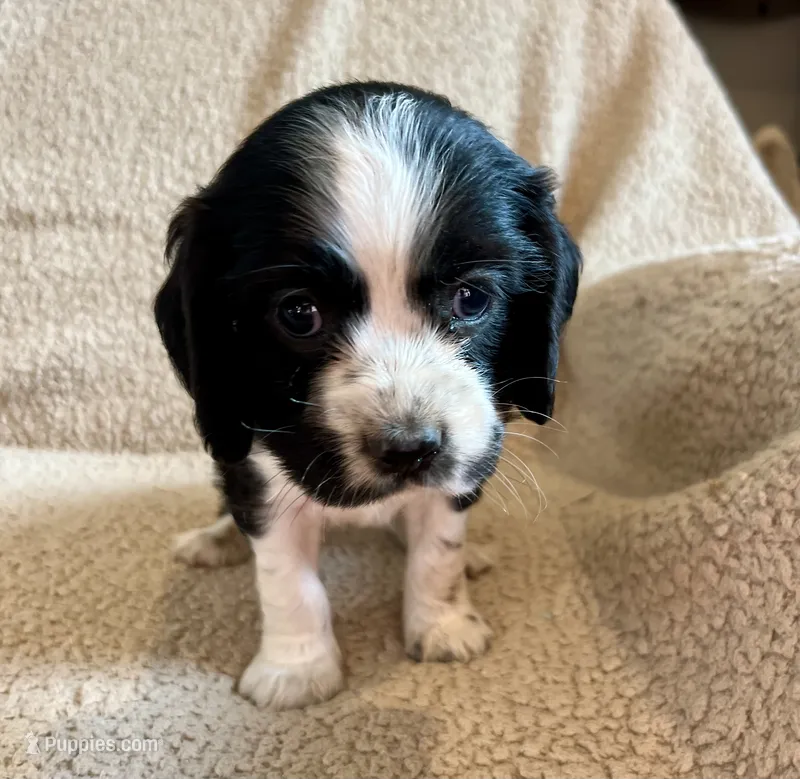 Johnny – Cocker Spaniel puppy for sale in Oral, SD