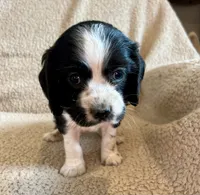 Johnny, a male Cocker Spaniel for sale in Oral, SD – 8 of 9