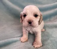 Bailey, a male Cocker Spaniel for sale in Oral, SD – Photo 3 of 9