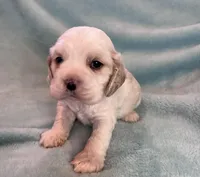 Bailey, a male Cocker Spaniel for sale in Oral, SD – Photo 1 of 9